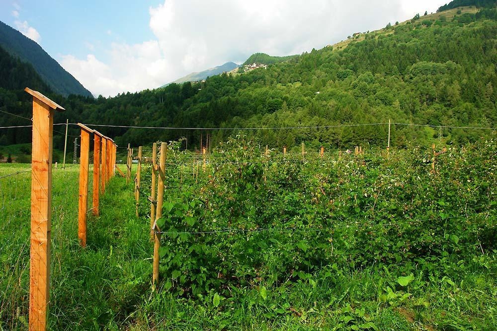 L'inizio - Piccoli Frutti bio Trentino